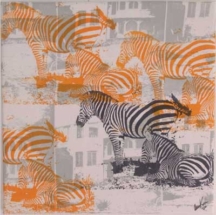 zebraorange